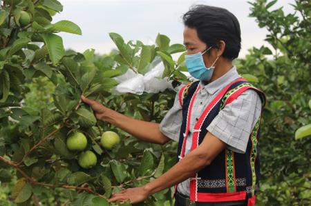 Hướng thoát nghèo mới của đồng bào Ba Na ở Kông Lơng Khơng