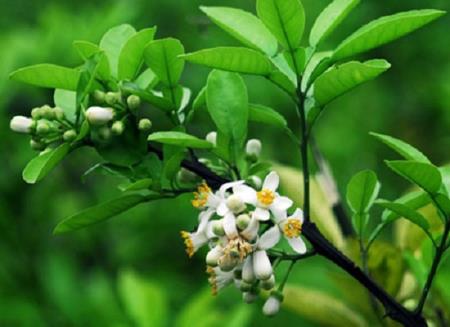 Sức xuân và sức trẻ trong cảm hứng thi ca của các nhà thơ