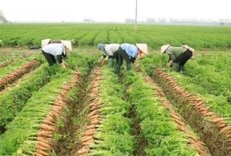 Chia sẻ kinh nghiệm xúc tiến xuất khẩu nông sản sang Nhật Bản