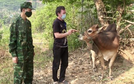 Khởi tố vụ buôn lậu gia súc qua biên giới