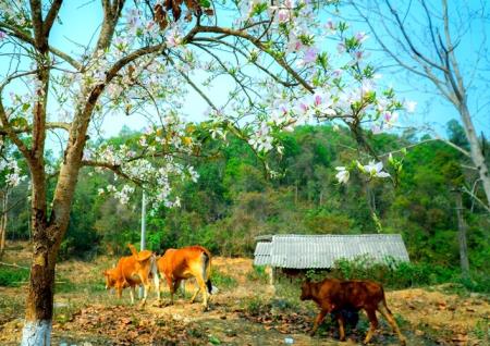 Thung lũng hoa ban