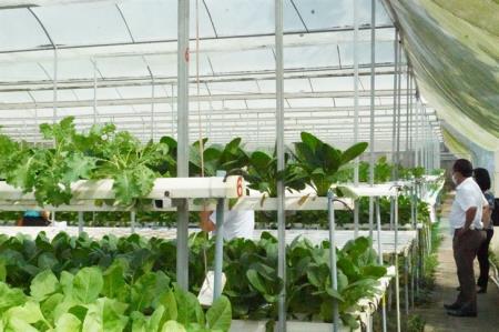 Phát triển nông nghiệp thông minh - Chìa khóa của phát triển bền vững