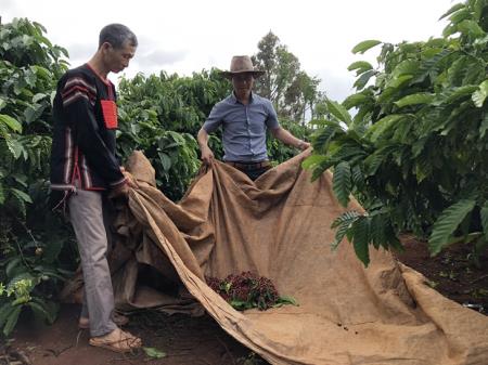 Phát triển bền vững, nâng cao giá trị cà phê Tây Nguyên (bải 2)