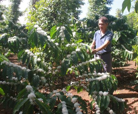 Phát triển bền vững, nâng cao giá trị cà phê Tây Nguyên (bài 3)