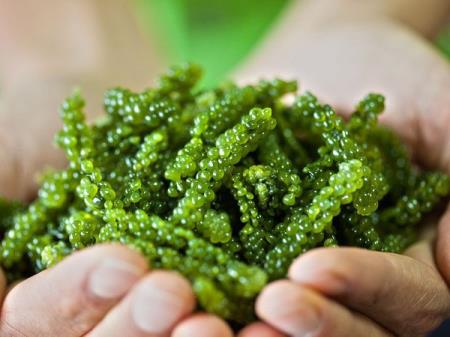 Bật mí những lợi ích khi sử dụng tảo Nhật Bản