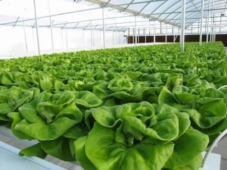 Tìm giải pháp nâng cao năng suất cây trồng phục vụ xuất khẩu