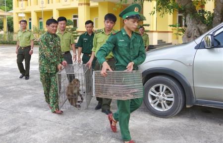 Bàn giao cá thể khỉ mốc và tê tê cho Vườn Quốc gia Vũ Quang