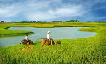 Tiếng vọng của đồng quê