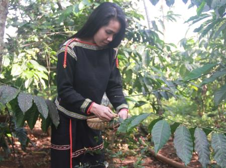 Cô gái Ê Đê mê lưu giữ ẩm thực truyền thống