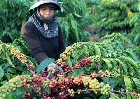 Xuất siêu hàng nông, lâm, thủy sản trong 7 tháng 2022 tăng gần 2 lần