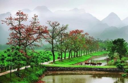 Yêu nhịp cầu quê
