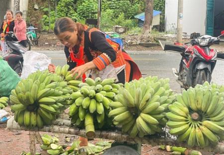 Gian nan “tìm đường” xuất khẩu chuối