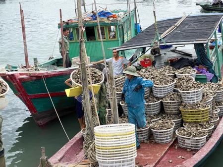 Phát triển nghề nuôi hàu bền vững ở Vân Đồn