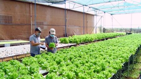 Chú trọng phát triển nông nghiệp ứng dụng công nghệ cao