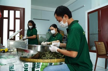 Phát triển cây xạ đen, tăng thu nhập cho đồng bào miền núi