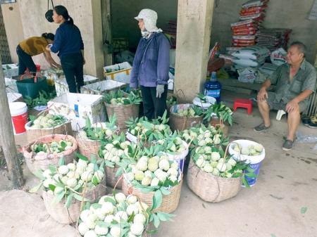 Đột phá kinh tế từ đặc sản vùng cao