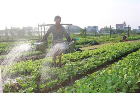 Dung dị làng rau trăm tuổi