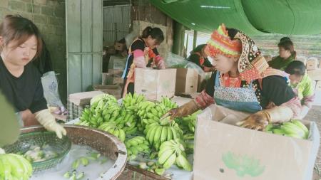Thúc đẩy xuất khẩu nông sản chủ lực sang thị trường Trung Quốc: Cần tìm hiểu kỹ thị trường, minh bạch hóa thông tin