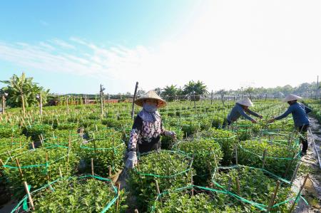 Rộn ràng mùa hoa Tết
