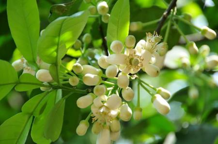 Thềm giếng hoa bưởi thoảng đưa...