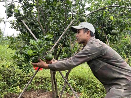Phát triển cây ăn quả theo hướng sản xuất hàng hóa ở vùng biên Ia Dom