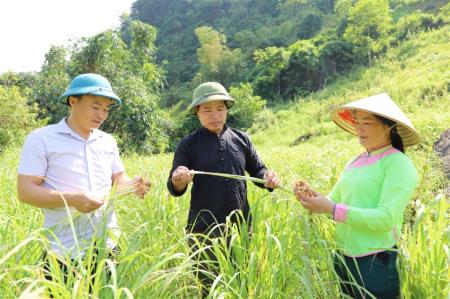 Anh nông dân làm Giám đốc vùng trồng dược liệu
