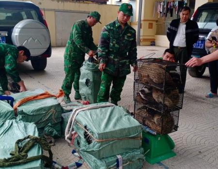 Bắt giữ đối tượng vận chuyển trái phép 72 cá thể cầy vòi mốc
