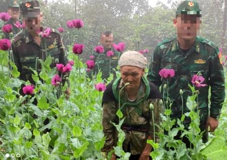 Khởi tố vụ án hình sự về hành vi trồng cây thuốc phiện