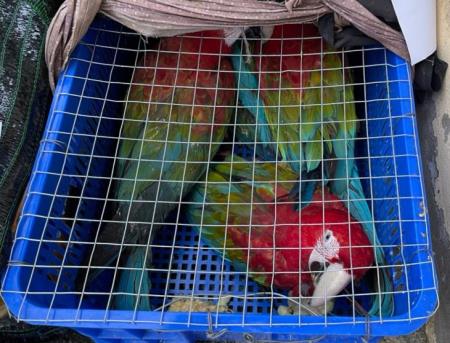 Bắt vụ vận chuyển trái phép 22 cá thể vẹt hoang dã