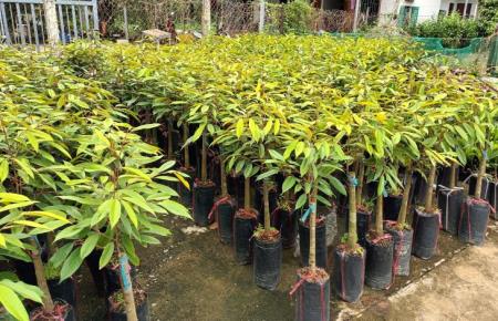 Bến Tre sử dụng “đòn bẩy” kinh tế biển