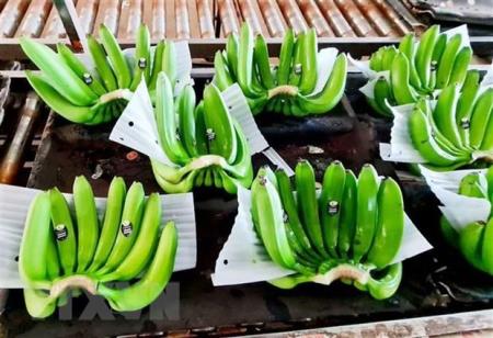 Xuất khẩu mặt hàng rau quả: Nhiều tín hiệu khả quan trong quý 2