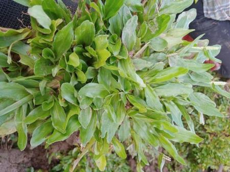 Vì sao cỏ lá gừng Thái được chuộng hơn hẳn so với cỏ lá tre?