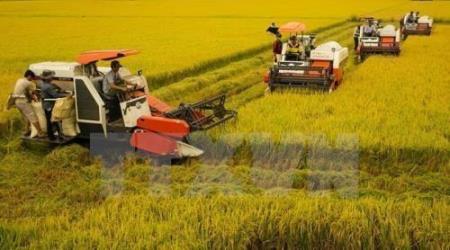 Hiện thực hóa 1 triệu ha lúa chất lượng cao