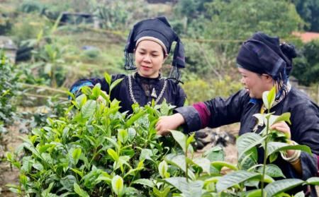 Phát triển bền vững vùng chè tỉnh Lào Cai