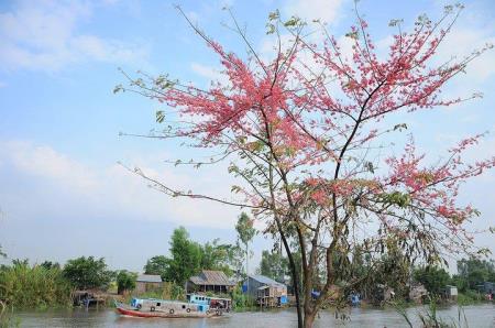 Nhành ô môi bên cột mốc