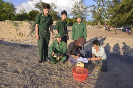 Bà Rịa - Vũng Tàu: Thả đồi mồi quý hiếm về lại môi trường biển