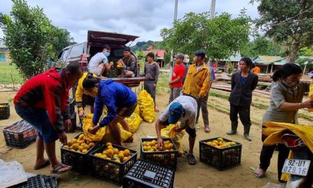 Thủ lĩnh Đoàn và những mùa cam nơi biên viễn