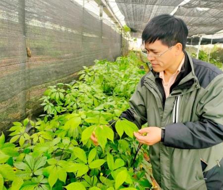 Cây thuốc quý trên núi Hoàng Liên