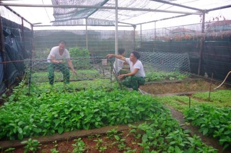 Trồng rau xanh nơi "đầu sóng"