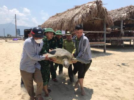 Thả cá thể rùa biển họ Vích về môi trường tự nhiên