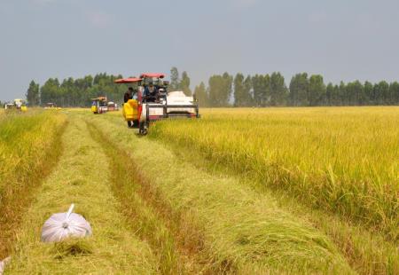 Niềm vui của nông dân đồng bằng sông Cửu Long khi trúng mùa, được giá